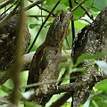 Family of Papuan Frogmoths by Centenary Lakes Saltwater Lakes パプアガマグチヨタカ<br />Canon EOS 7DMK2 + EF300 F2.8L III